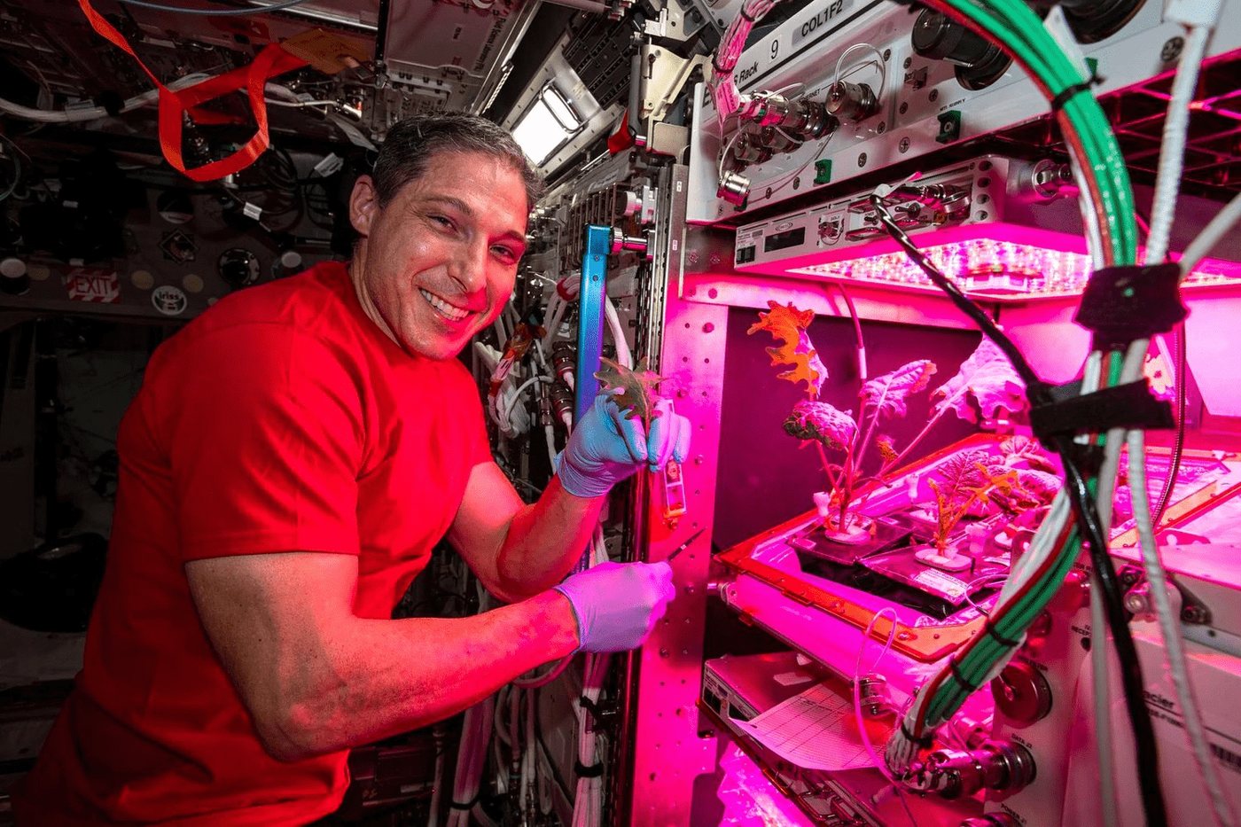 Astronauta przy module Veggie na ISS — uprawa w świetle LED